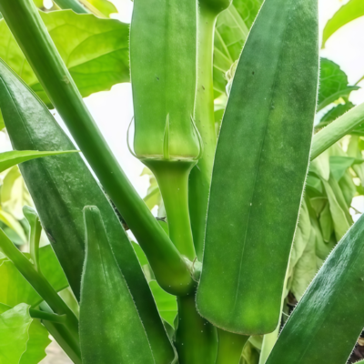 秋葵1 Clemson Spineless Organic Okra Seed
