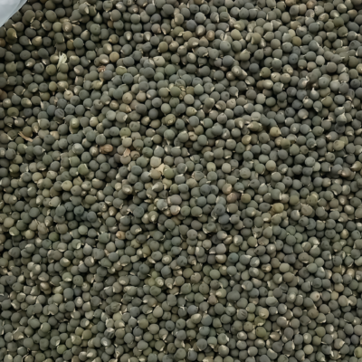 秋葵5 Clemson Spineless Organic Okra Seed