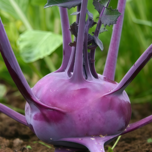 Azur Star Organic Kohlrabi Seed