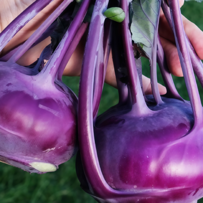 Azur Star Organic Kohlrabi Seed