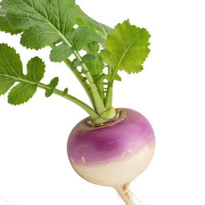 紫顶芜菁1 Purple Top White Globe Organic Turnip Seed
