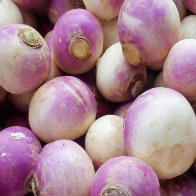 紫顶芜菁2 Purple Top White Globe Organic Turnip Seed