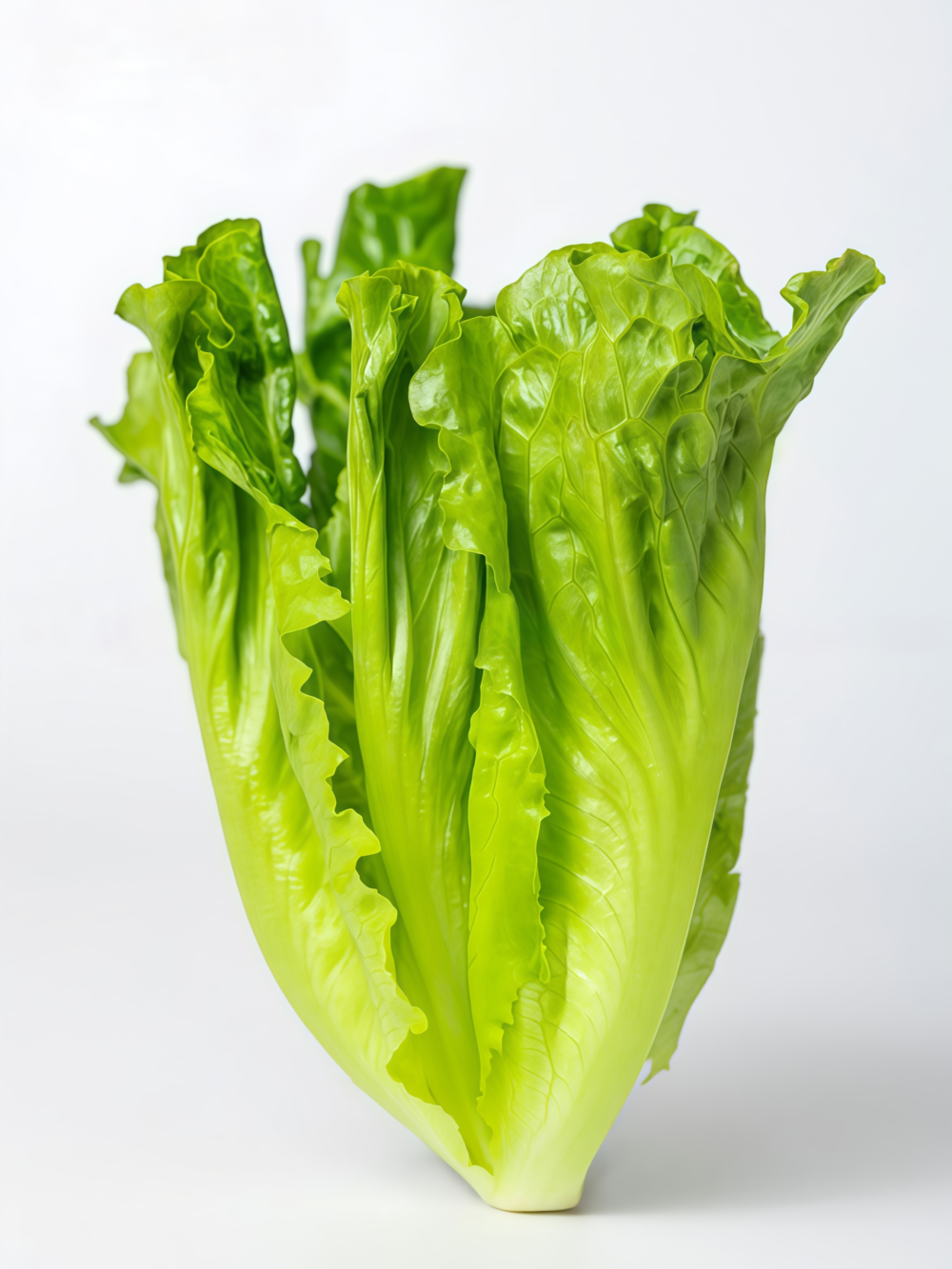 罗马生菜1 Bigelow Organic Pelleted Lettuce Seed