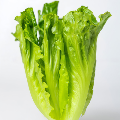 罗马生菜1 Bigelow Organic Pelleted Lettuce Seed