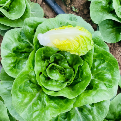 罗马生菜2 Bigelow Organic Pelleted Lettuce Seed