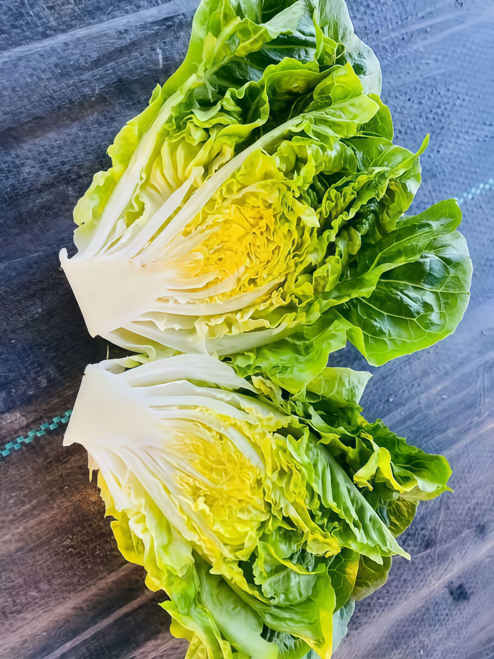 罗马生菜3 Bigelow Organic Pelleted Lettuce Seed