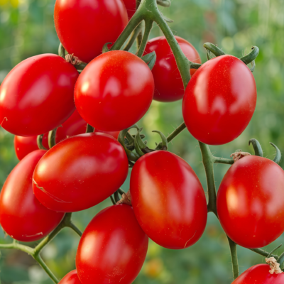 罗马番茄1 Amish Paste Organic Tomato Seed