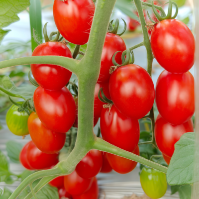罗马番茄4 Amish Paste Organic Tomato Seed