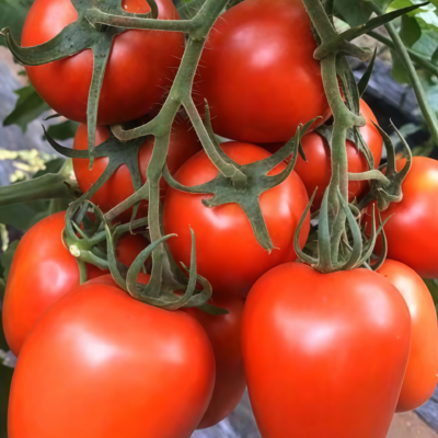 罗马番茄6 Amish Paste Organic Tomato Seed