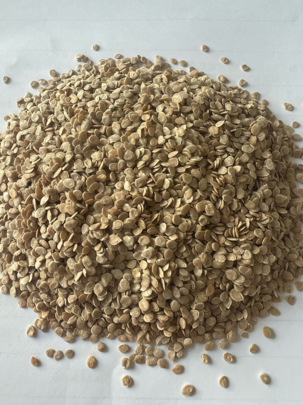 罗马番茄7 Amish Paste Organic Tomato Seed