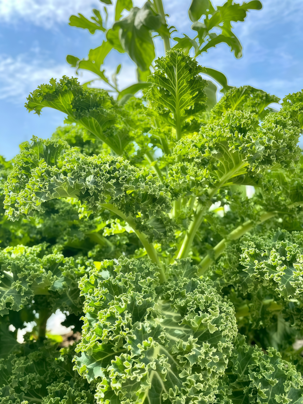 羽衣甘蓝1 Winterbor (F1) Kale Seed