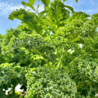羽衣甘蓝1 Winterbor (F1) Kale Seed