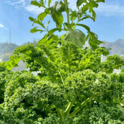 羽衣甘蓝2 Winterbor (F1) Kale Seed