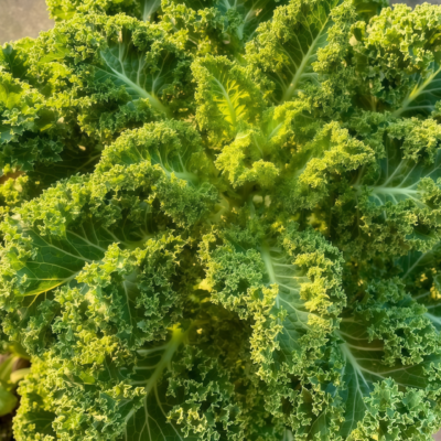 羽衣甘蓝3 Winterbor (F1) Kale Seed