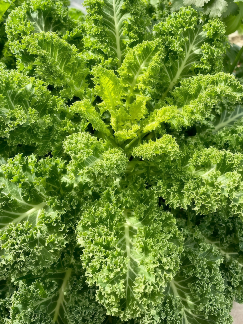 羽衣甘蓝4 Winterbor (F1) Kale Seed