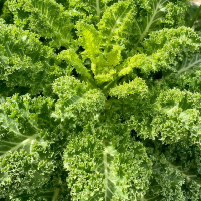 羽衣甘蓝4 Winterbor (F1) Kale Seed