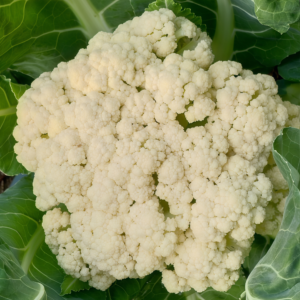 Amazing Cauliflower Seed