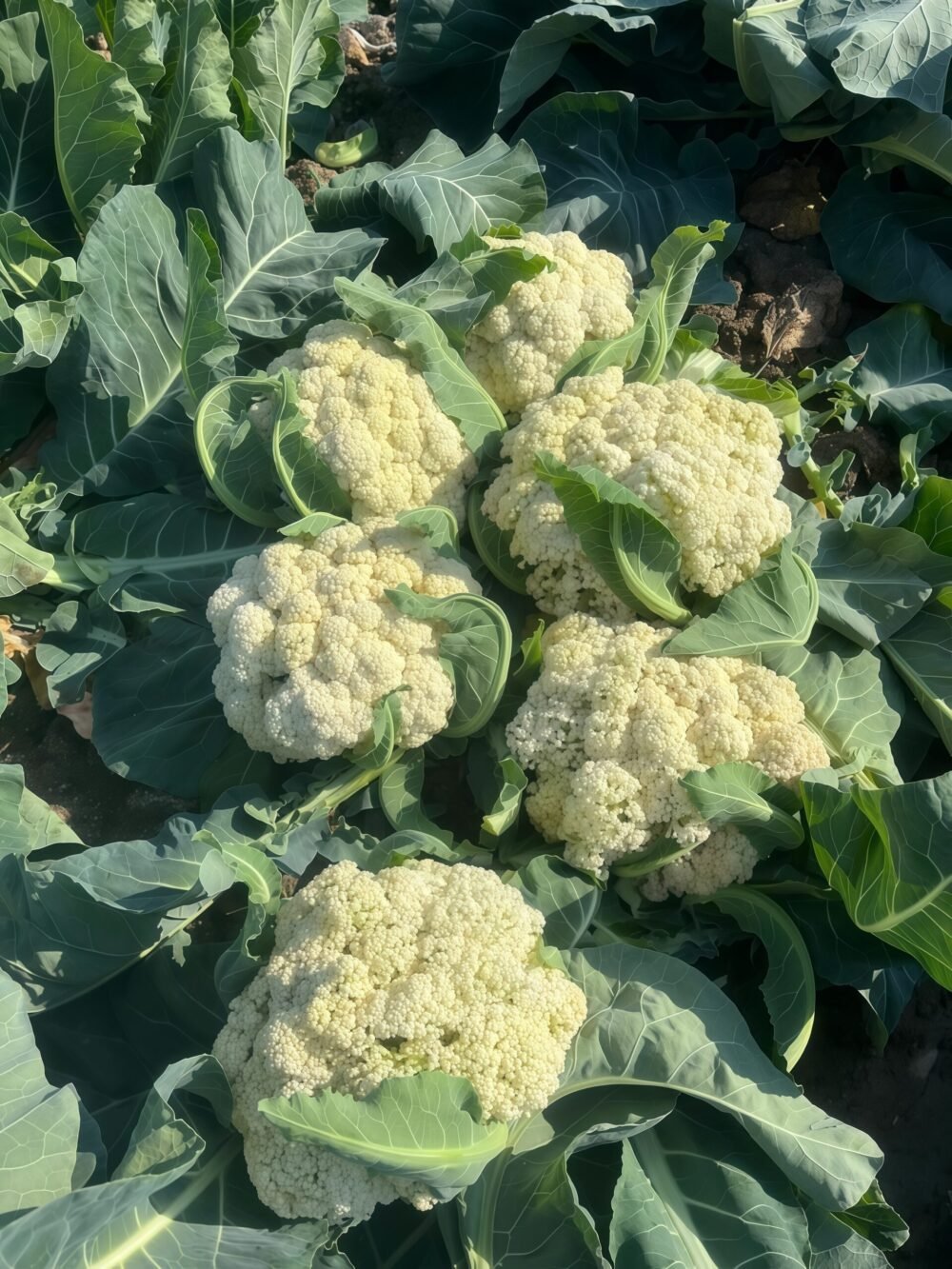 花椰菜3 Amazing Cauliflower Seed