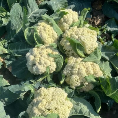 花椰菜3 Amazing Cauliflower Seed