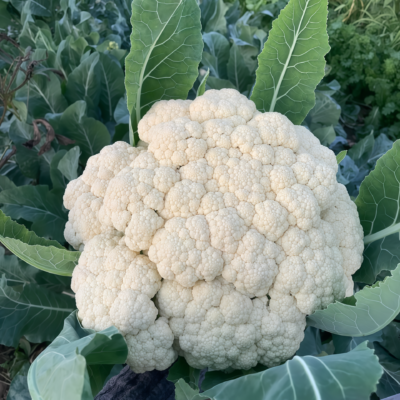 花椰菜4 Amazing Cauliflower Seed