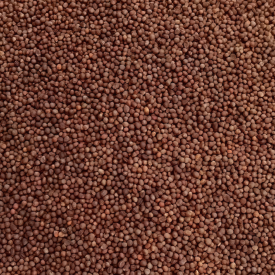花椰菜5 Amazing Cauliflower Seed