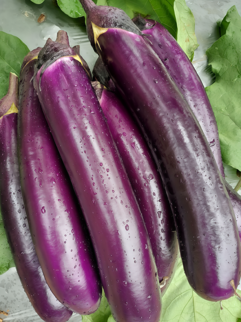 Turkish Delight Organic (F1) Eggplant Seed
