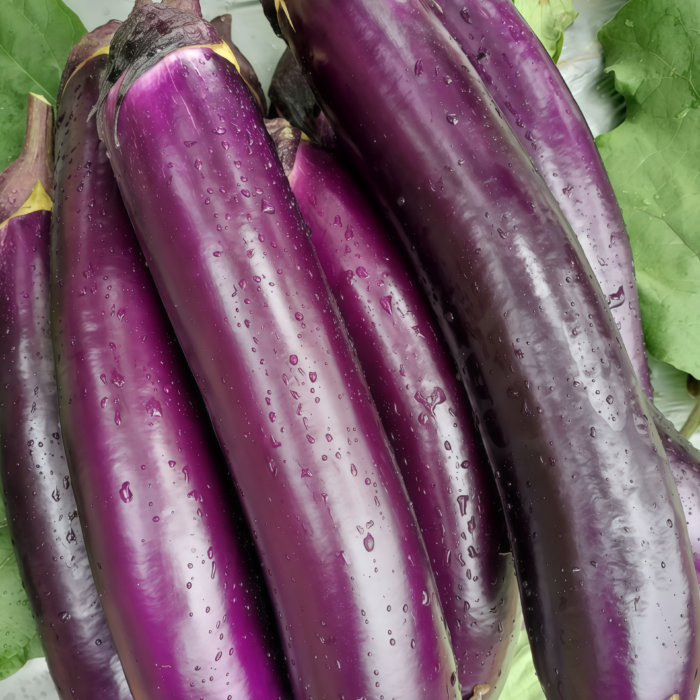 茄子1 Turkish Delight Organic (F1) Eggplant Seed