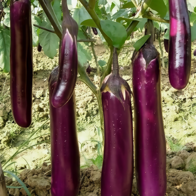 Turkish Delight Organic (F1) Eggplant Seed