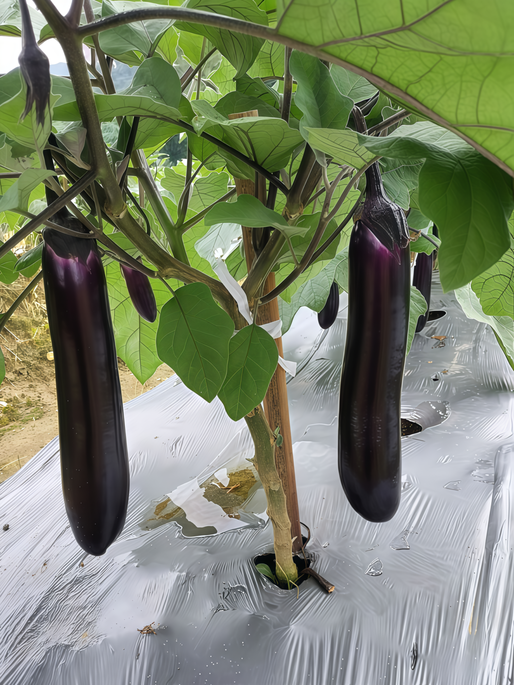 Turkish Delight Organic (F1) Eggplant Seed