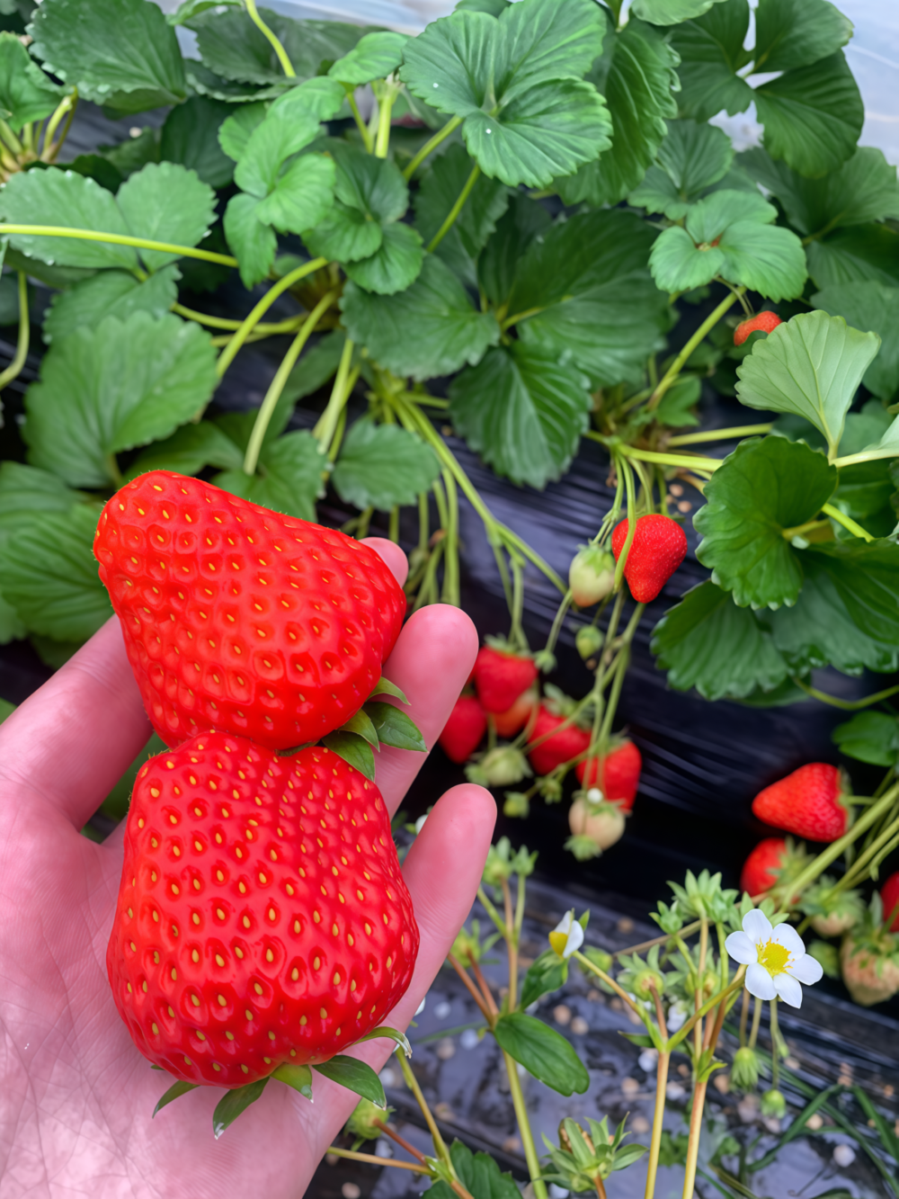 草莓1 Elan (F1) Strawberry Seed