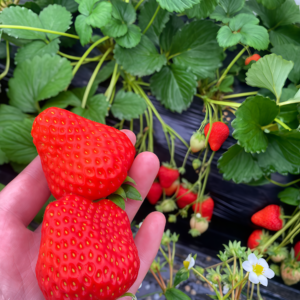 Elan (F1) Strawberry Seed