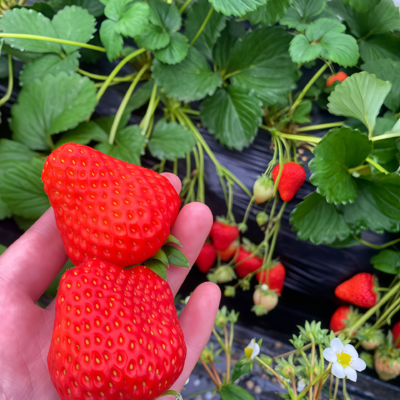 草莓1 Elan (F1) Strawberry Seed