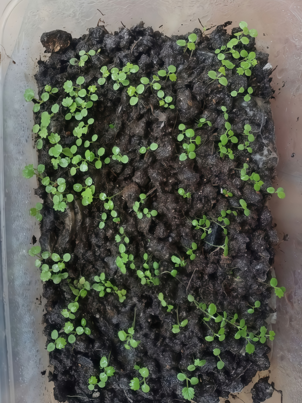 草莓2 Elan (F1) Strawberry Seed