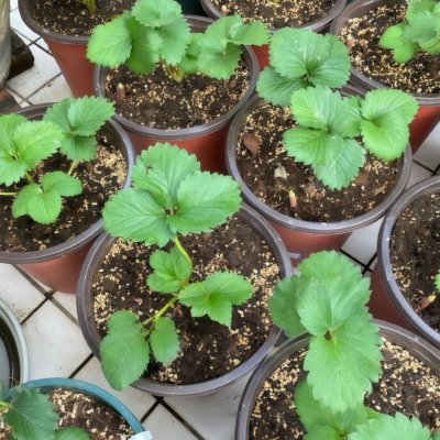 草莓3 Elan (F1) Strawberry Seed