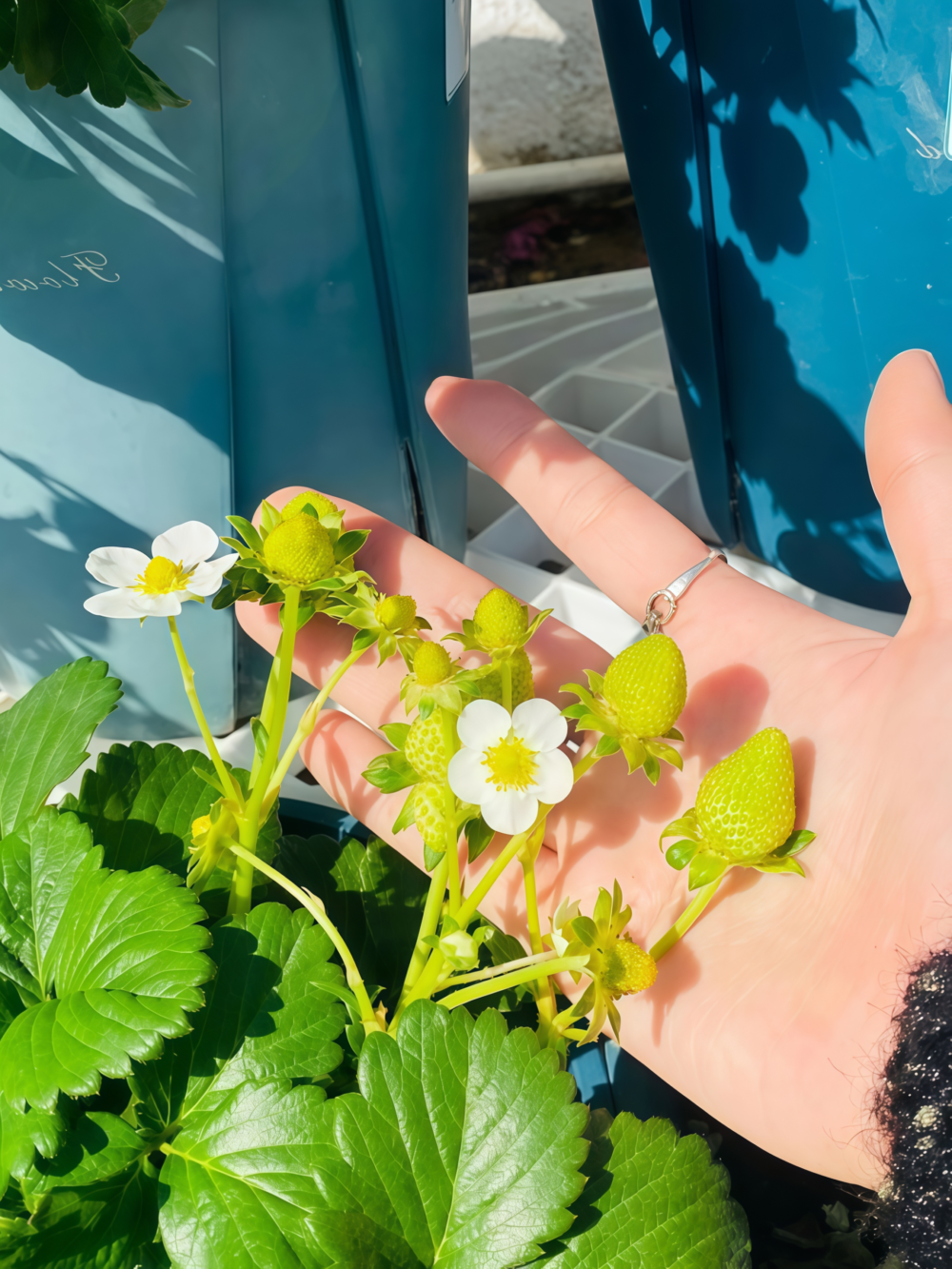 草莓4 Elan (F1) Strawberry Seed