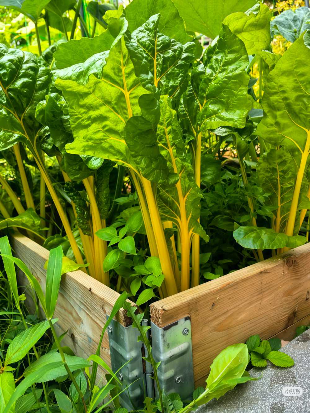 莙荙菜2 Fordhook Giant Organic Swiss Chard Seed