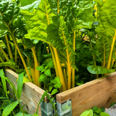 莙荙菜2 Fordhook Giant Organic Swiss Chard Seed