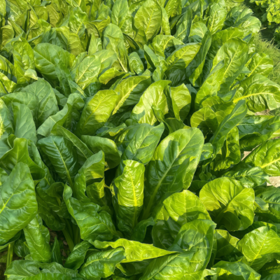 莙荙菜3 Fordhook Giant Organic Swiss Chard Seed