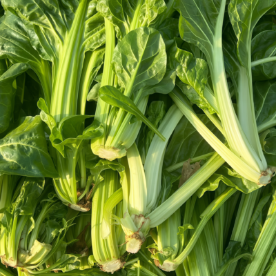 莙荙菜4 Fordhook Giant Organic Swiss Chard Seed