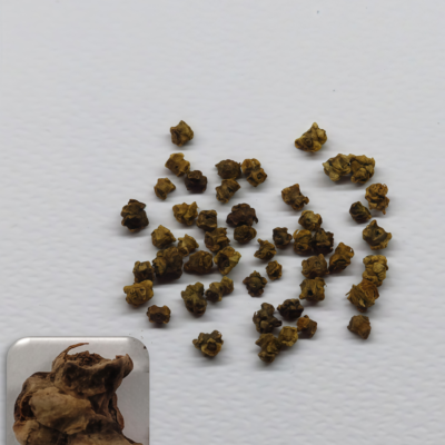 莙荙菜5 Fordhook Giant Organic Swiss Chard Seed