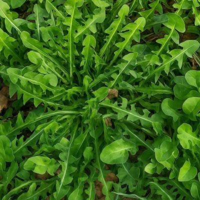 蒲公英2 Dandelion Herb Seed
