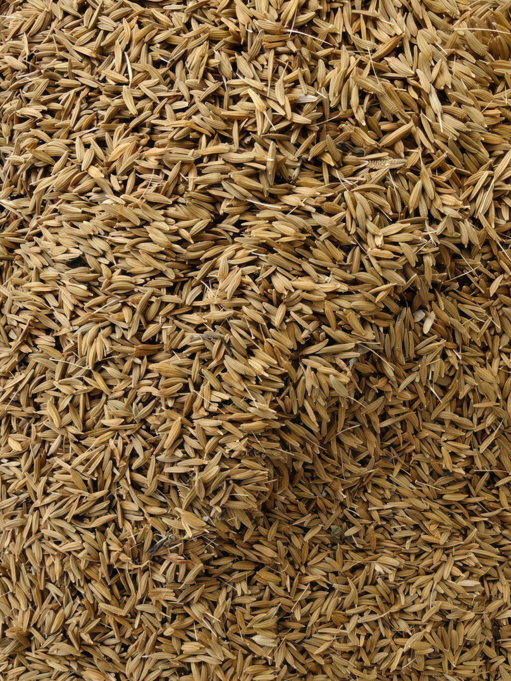 蒲公英5 Dandelion Herb Seed