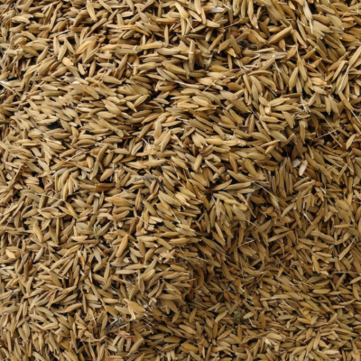 蒲公英5 Dandelion Herb Seed