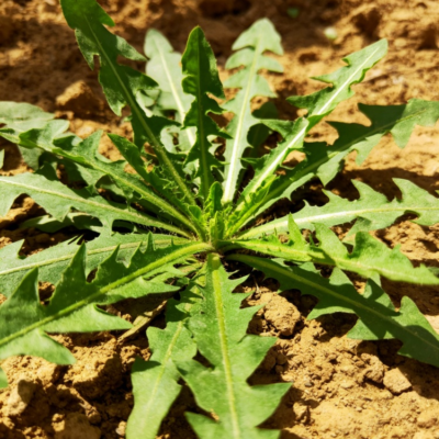 蒲公英6 Dandelion Herb Seed