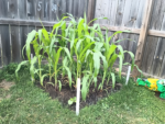 35 Premium Vegetable Seed Variety Pack