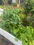 35 Premium Vegetable Seed Variety Pack