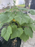 35 Premium Vegetable Seed Variety Pack