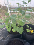 35 Premium Vegetable Seed Variety Pack