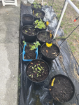 35 Premium Vegetable Seed Variety Pack