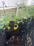 35 Premium Vegetable Seed Variety Pack